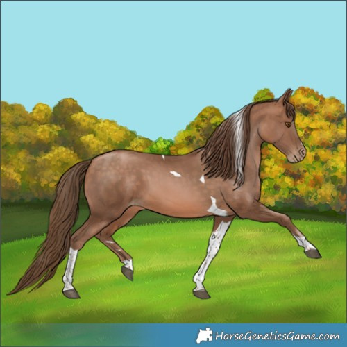 Horse Color:Brown Pearl Tobiano
