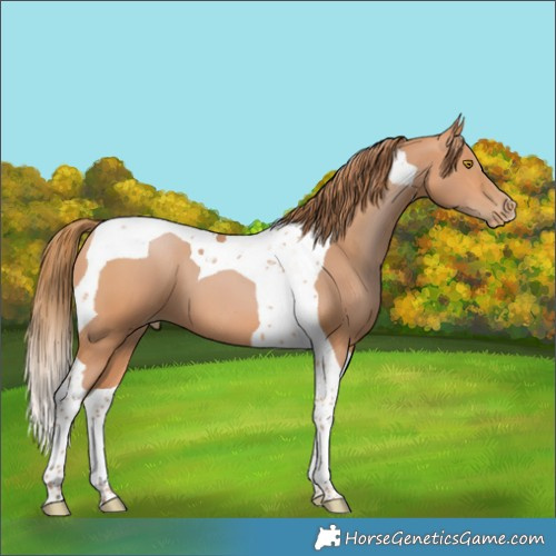 Horse Color:Bay Pearl Tobiano