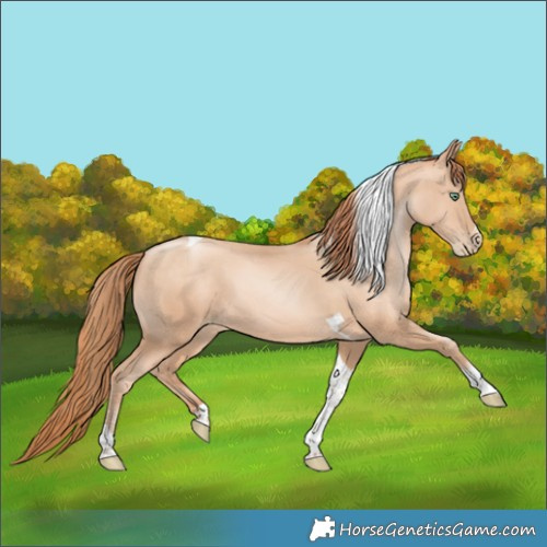 Horse Color:Sable Champagne Pearl Tobiano 