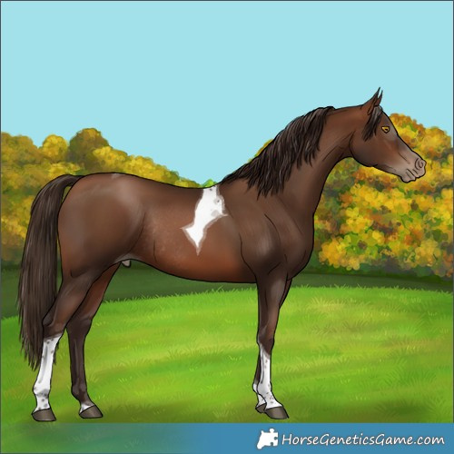 Horse Color:Gray Brown Pearl Tobiano Rabicano