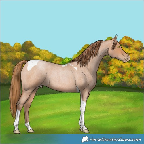 Horse Color:Bay Roan Pearl Tobiano 