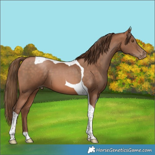 Horse Color:Brown Pearl Tobiano 