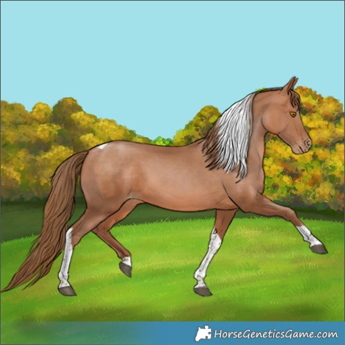 Horse Color:Brown Pearl Tobiano 