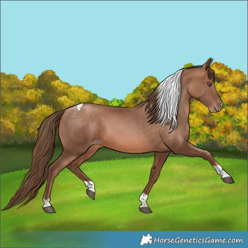 Horse Color:Brown Pearl Tobiano 
