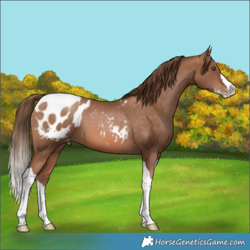 Horse Color:Brown Pearl Splash Tobiano Blanket