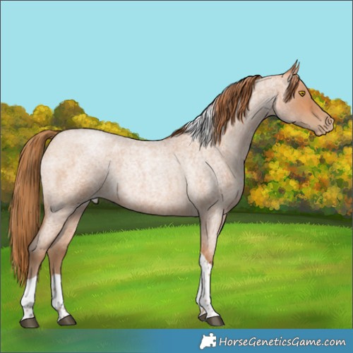 Horse Color:Bay Roan Pearl Tobiano
