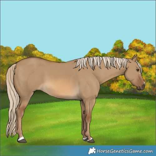Horse Color:Chocolate Palomino Dun