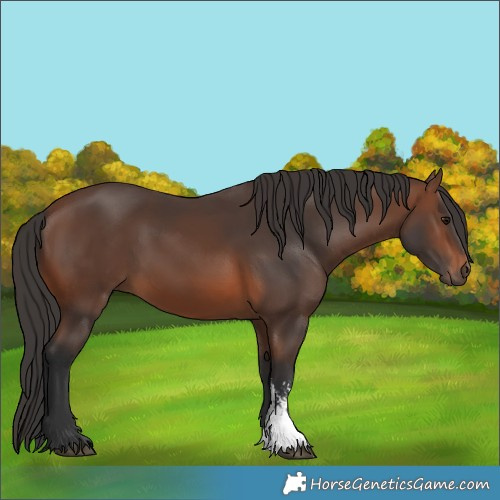 Horse Color:Brown Sabino Rabicano 