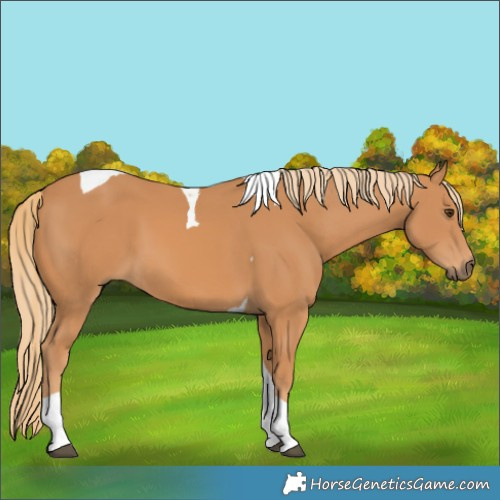 Horse Color:Chestnut Tobiano
