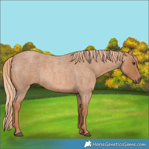 Horse Color:Red Roan