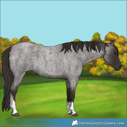 Horse Color:Liver Red Roan Tobiano