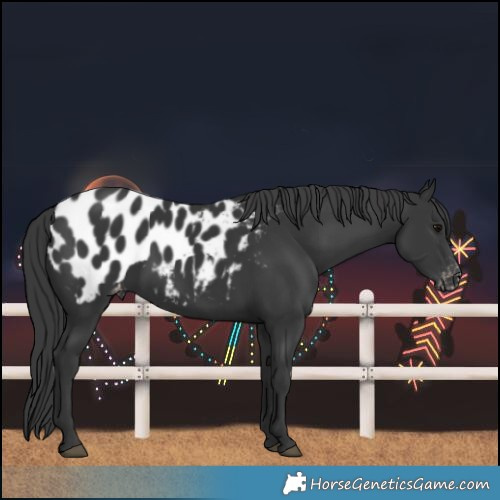Horse Color:Black Blanket 