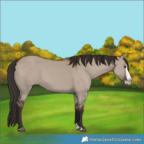 Horse Color:Liver Red Dun Splash