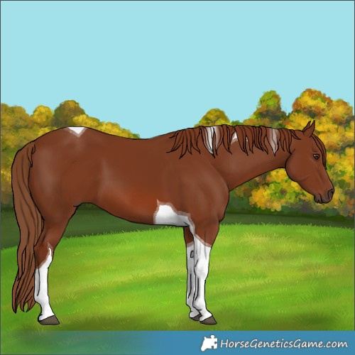 Horse Color:Chestnut Tobiano 