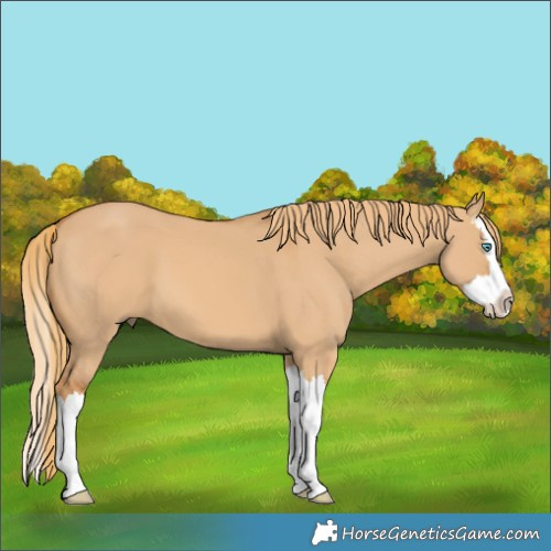 Horse Color:Red Dun Splash 