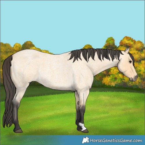 Horse Color:Buckskin Roan