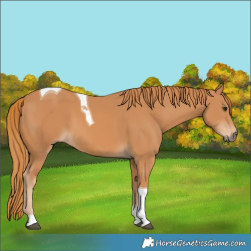 Horse Color:Chestnut Tobiano 