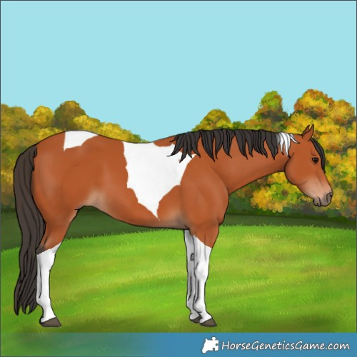 Horse Color:Bay Tobiano 
