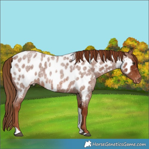 Horse Color:Red Roan Tobiano Near Leopard