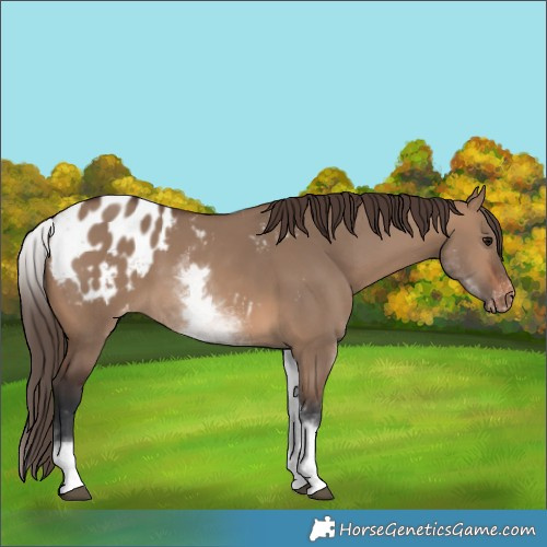 Horse Color:White Spotted Brown Dun Blanket Rabicano 
