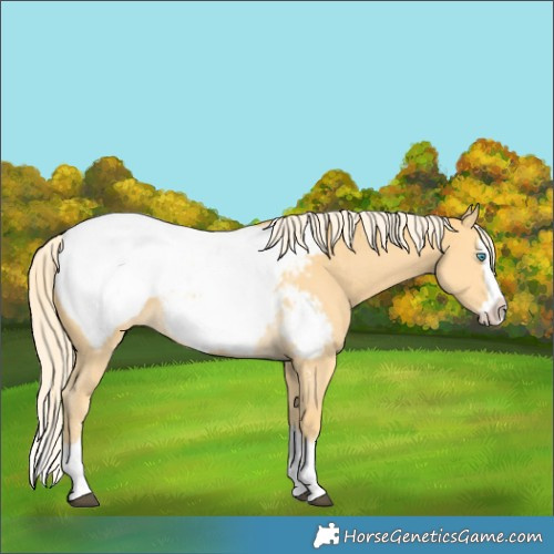 Horse Color:Palomino Sabino Splash Snowcap 
