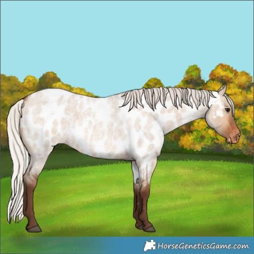 Horse Color:Silver Bay Roan Dun Near Leopard 