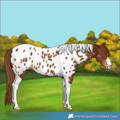 Horse Color:Chestnut Tobiano Near Leopard 