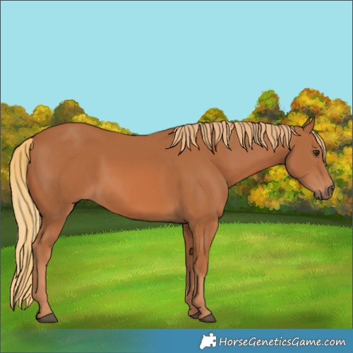 Horse Color:Chestnut 