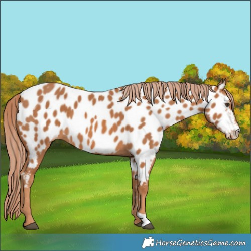 Horse Color:Chestnut Near Leopard