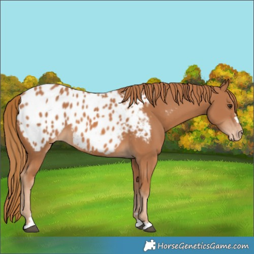 Horse Color:Chestnut Blanket 