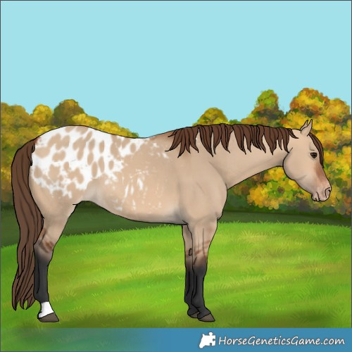 Horse Color:Bay Dun Blanket