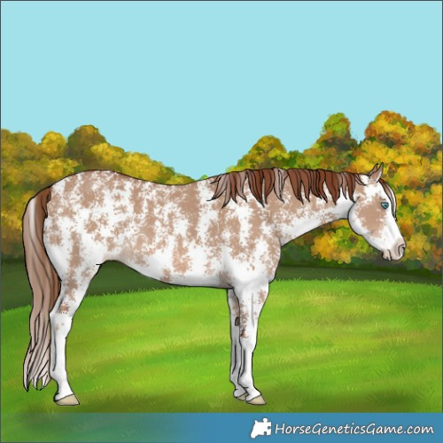 Horse Color:Red Dun Sabino Splash Rabicano