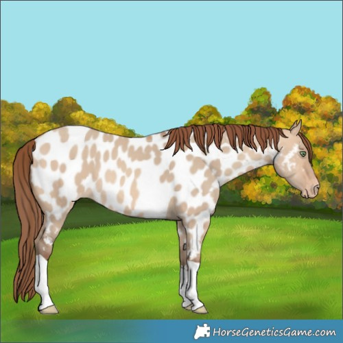 Horse Color:Amber Champagne Dun Tobiano Near Leopard Rabicano
