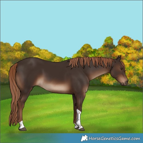 Horse Color:Liver Chestnut Tobiano Rabicano