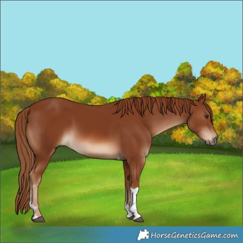 Horse Color:Chestnut Tobiano 
