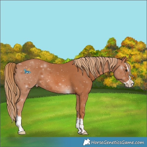 Horse Color:Chestnut Splash Varnish 