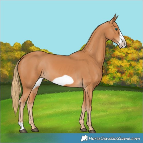 Horse Color:Chestnut Frame