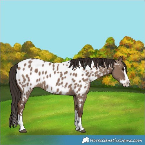 Horse Color:Liver Red Dun Sabino Splash Near Leopard