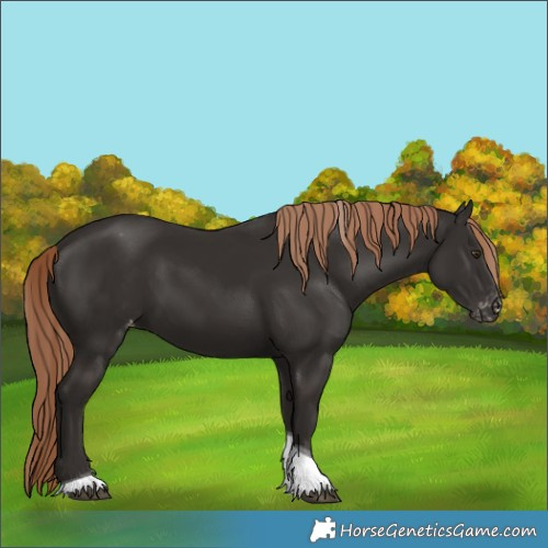 Horse Color:Liver Chestnut Tobiano Varnish 