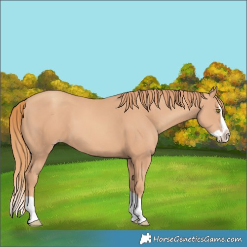 Horse Color:Gold Champagne Splash