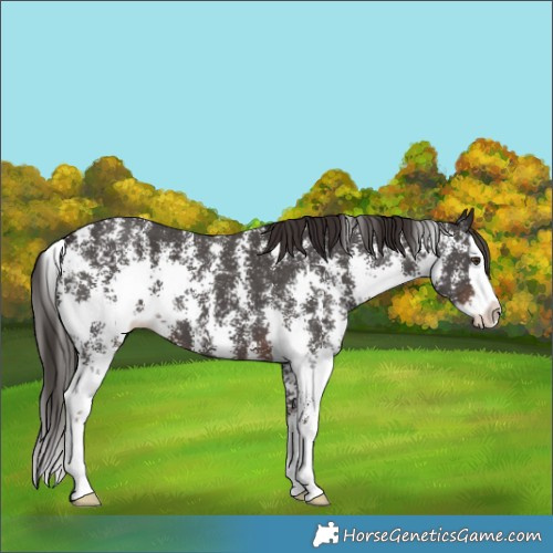 Horse Color:Liver Chestnut Sabino Splash 