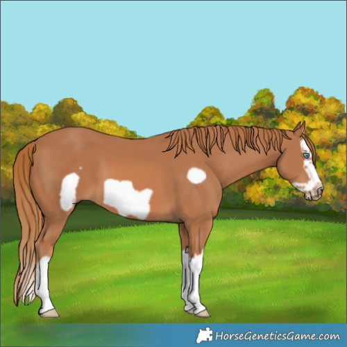 Horse Color:Chestnut Splash Frame 