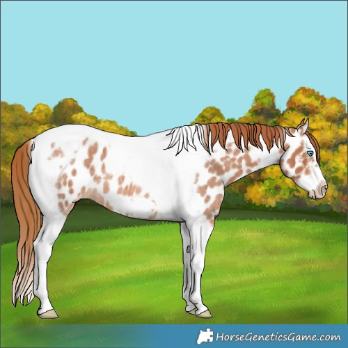 Horse Color:Red Roan Splash Tobiano Frame Near Leopard