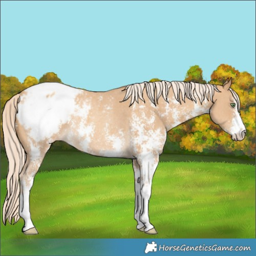 Horse Color:Gold Cream Champagne Sabino Snowcap Rabicano 