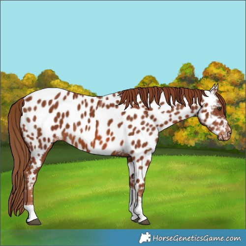Horse Color:Chestnut Tobiano Near Leopard 