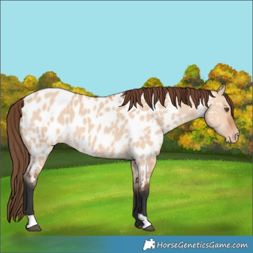Horse Color:Bay Dun Near Leopard 