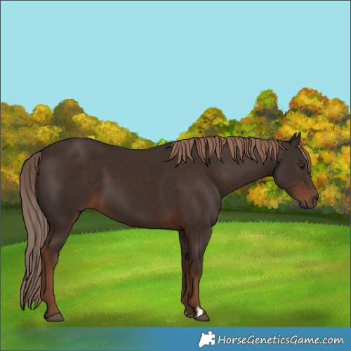 Horse Color:Liver Chestnut