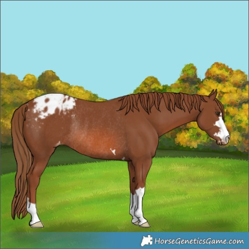 Horse Color:Chestnut Varnish Rabicano