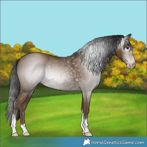 Horse Color:Gray Classic Champagne Tobiano 