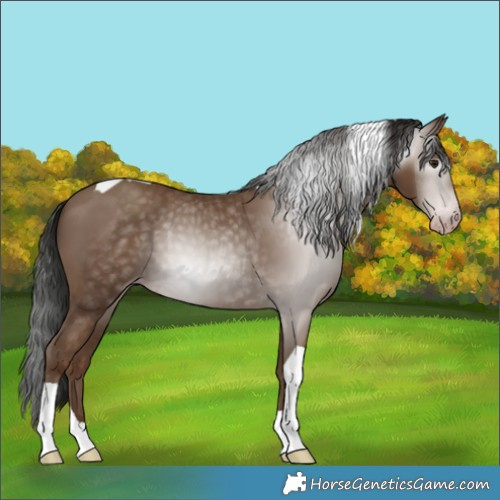 Horse Color:Gray Classic Champagne Tobiano 